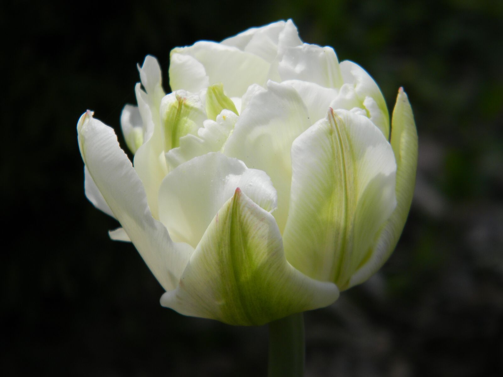 Nikon Coolpix L110 sample photo. Flower, tulip, spring photography