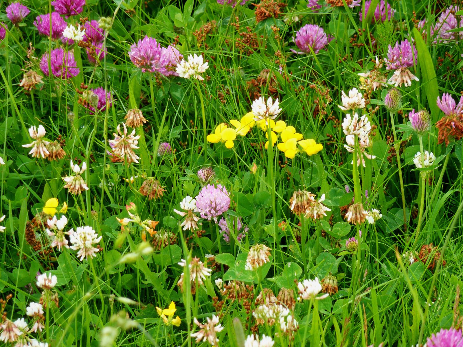 Panasonic DMC-TZ7 sample photo. Klee, clover flower, meadow photography