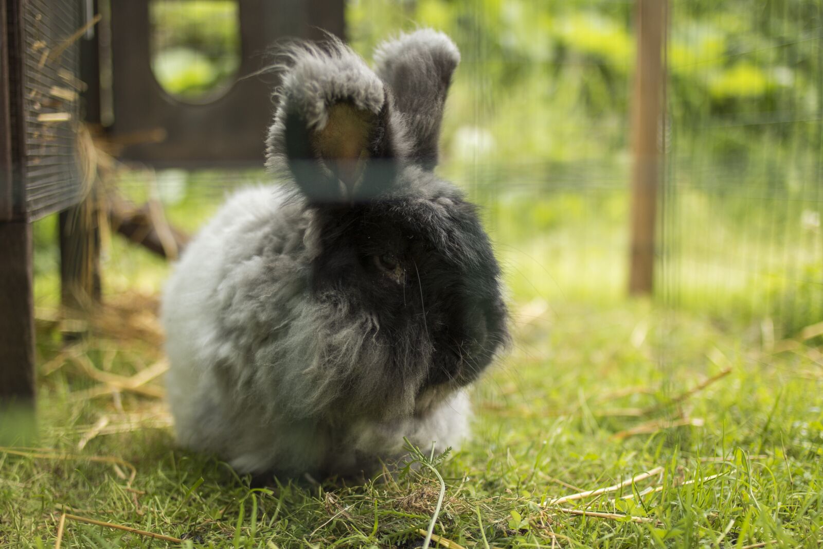 Canon EOS 70D + Canon EF 35mm F2 sample photo. Rabbit, bunny, farm photography