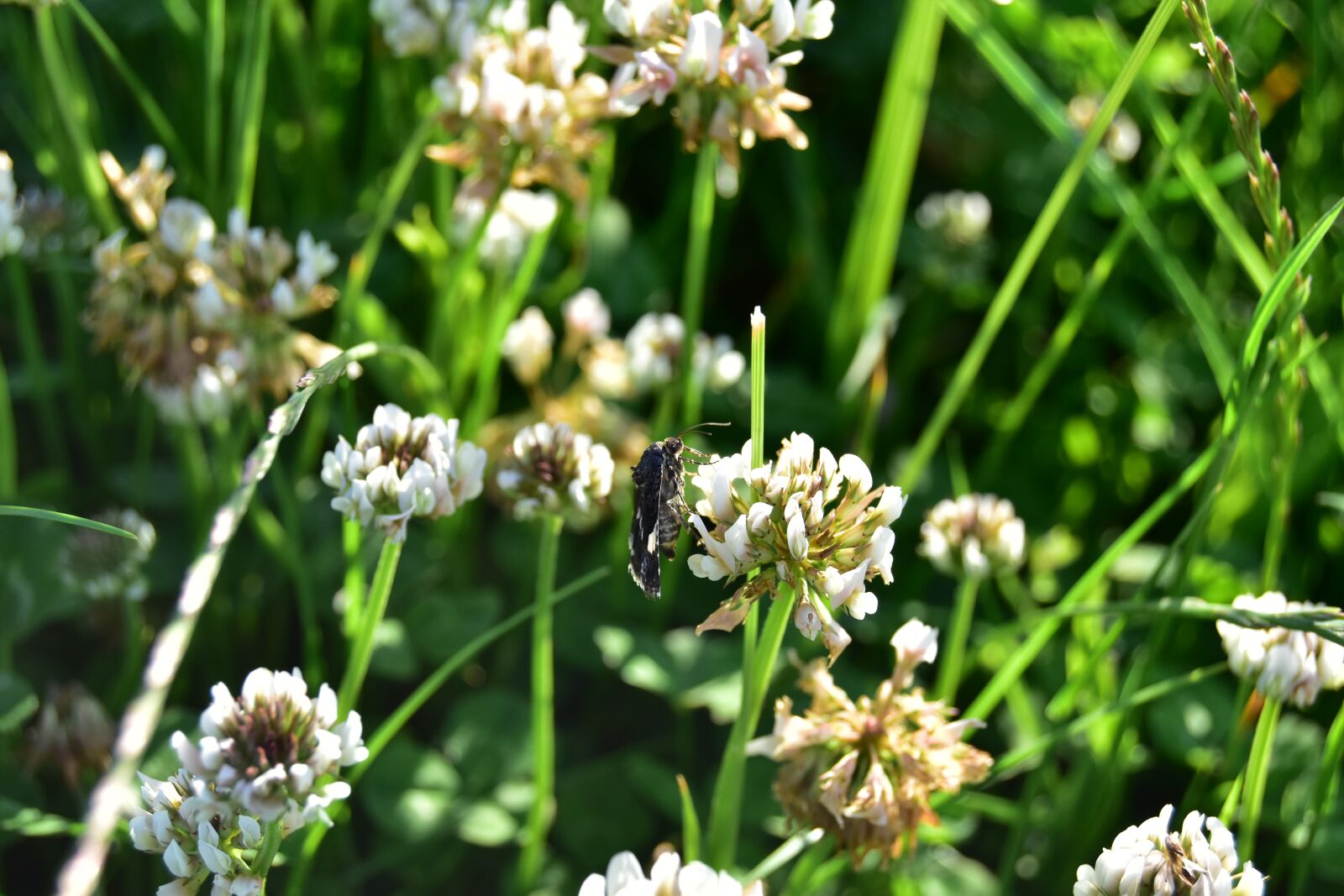 Nikon D5600 sample photo. Butterfly, macro, insect photography
