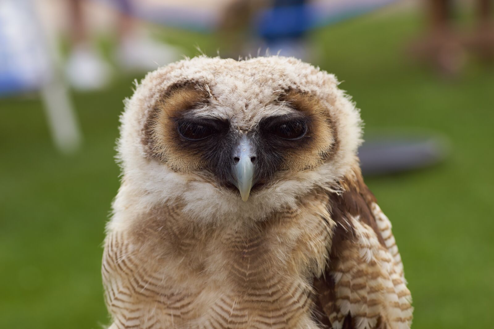 Sony SLT-A68 + Minolta AF 100mm F2.8 Macro [New] sample photo. Owl, bird, nature photography