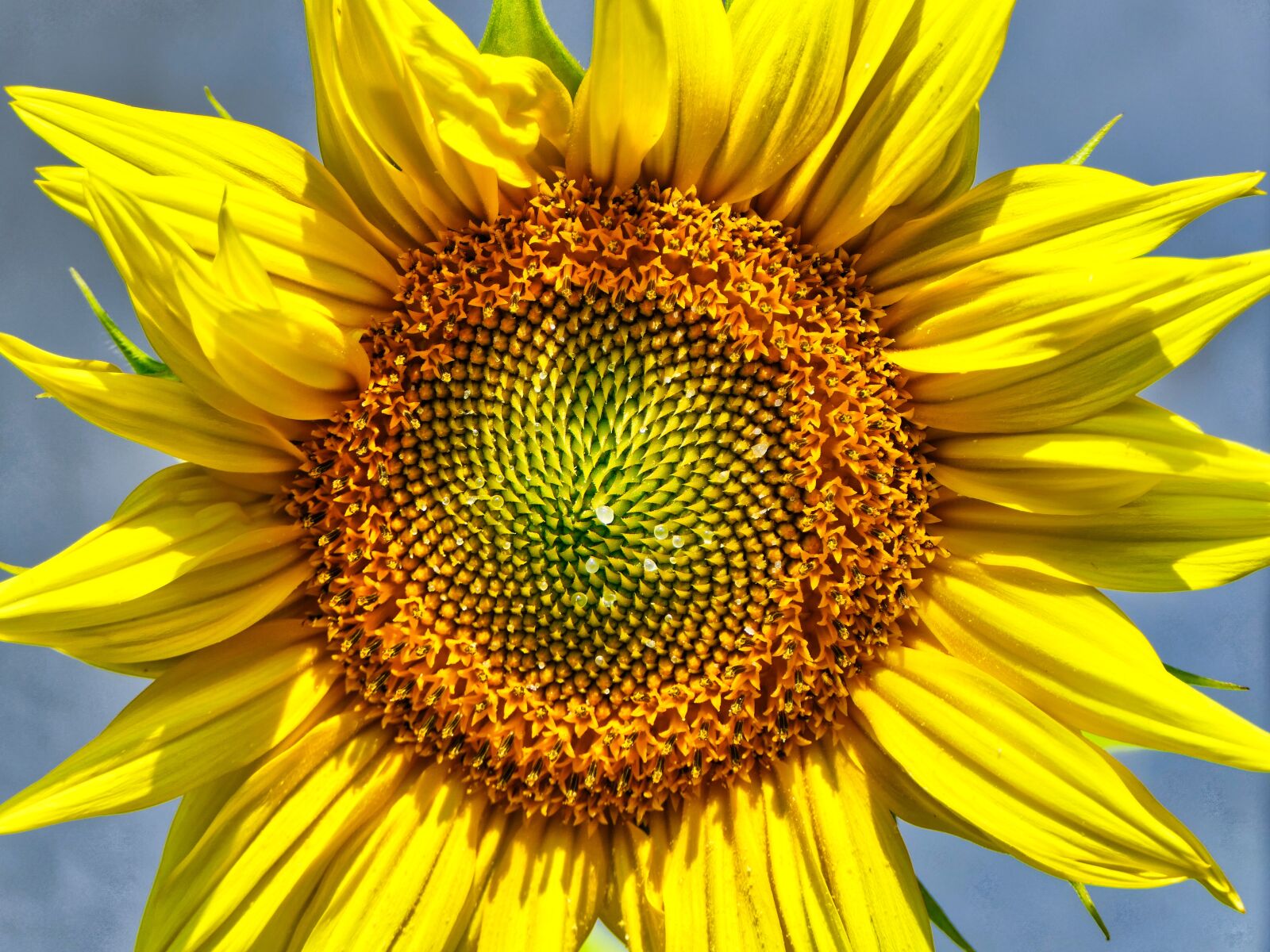 Panasonic Lumix DMC-FZ2500 (Lumix DMC-FZ2000) sample photo. Sunflower, summer, yellow photography