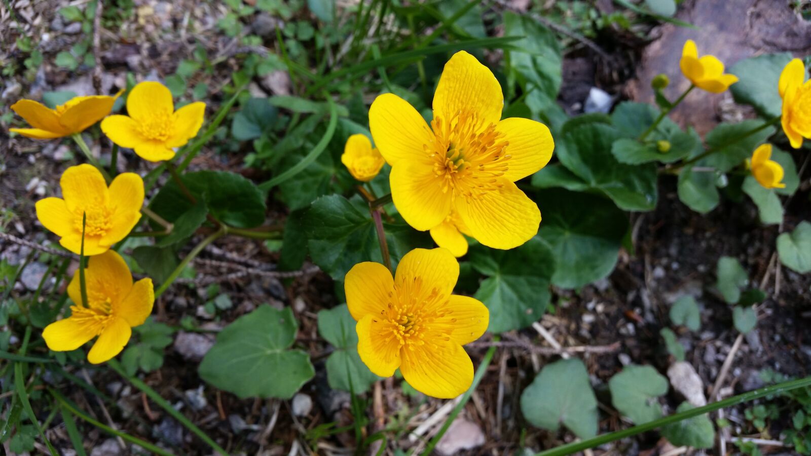 Samsung Galaxy S5 sample photo. Flowers, yellow, bloom photography