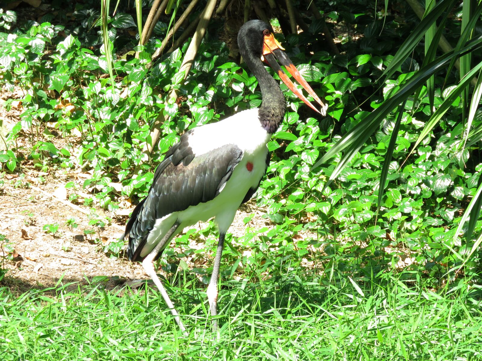 Canon PowerShot SX60 HS sample photo