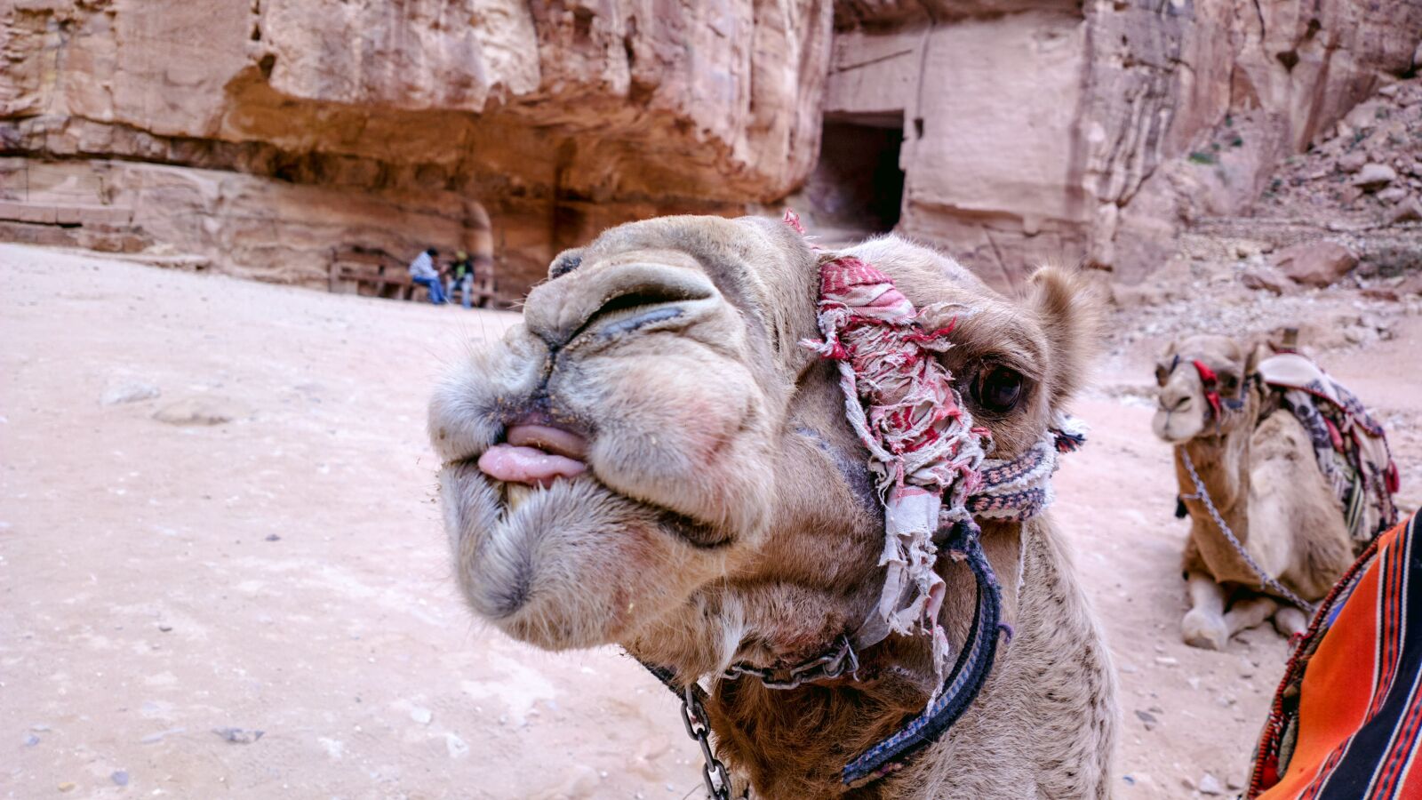 Nokia 808 PureView sample photo. Camel, desert, petra photography