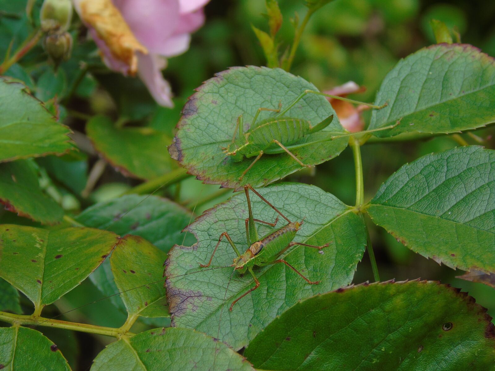 Sony Cyber-shot DSC-H400 sample photo. Nature, grasshopper, camouflage photography