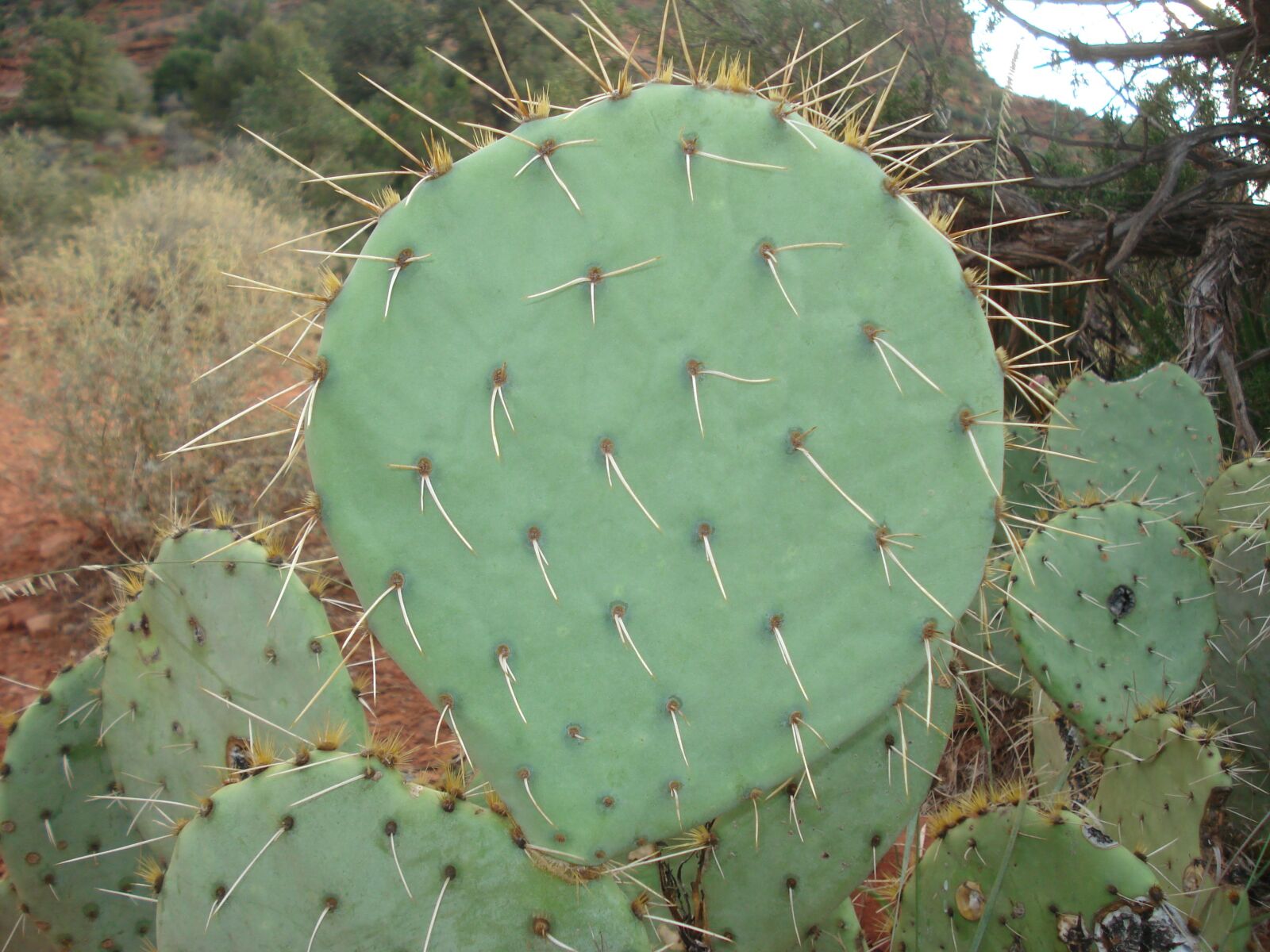 Sony DSC-W70 sample photo. Cactus, prickly, pear photography