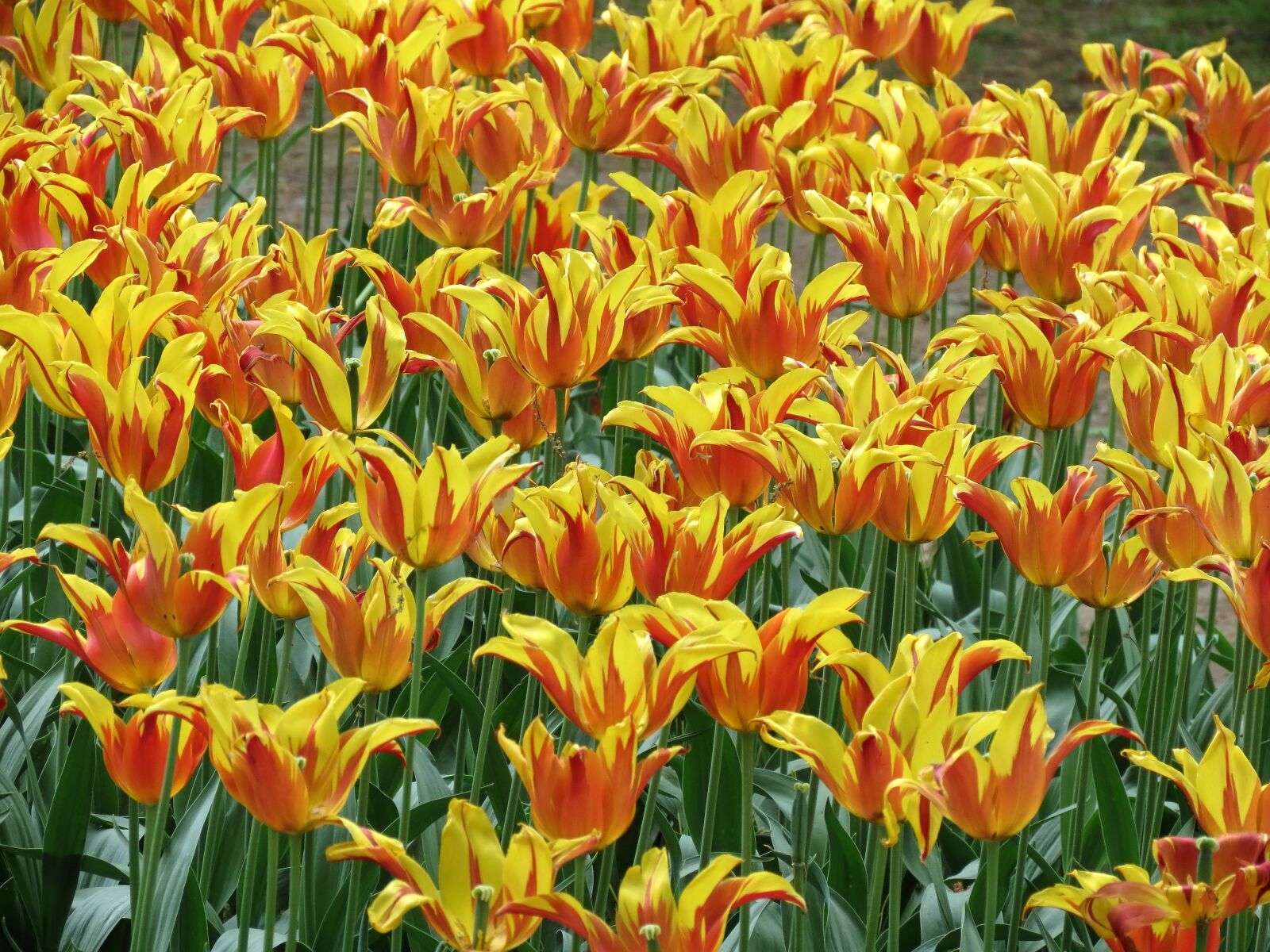Canon PowerShot SX40 HS sample photo. Tulips, parrot, bright photography