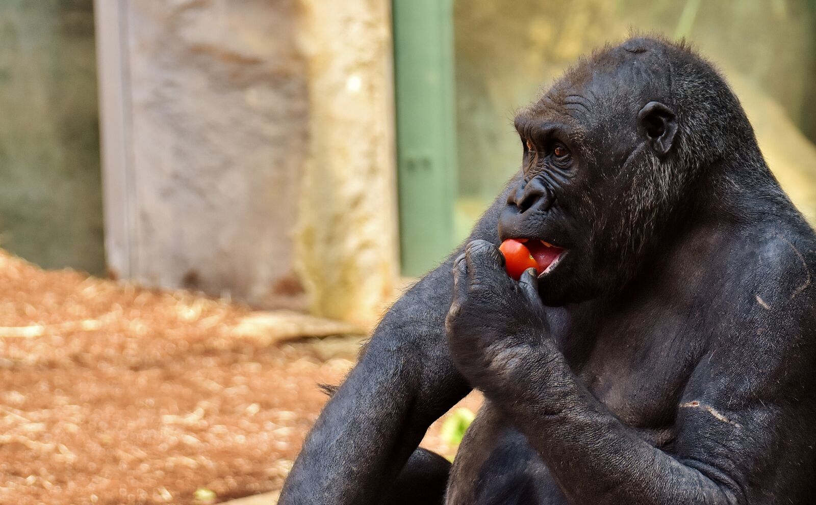 Nikon D7200 sample photo. Gorilla, feeding, hungry photography