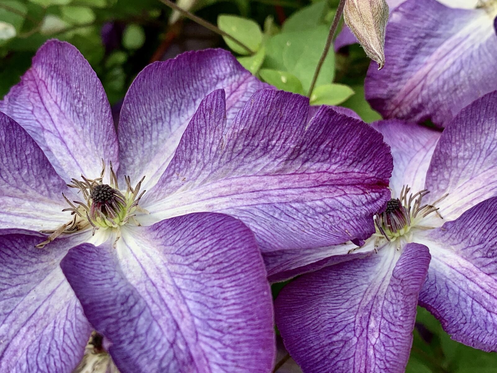 iPhone XS back dual camera 4.25mm f/1.8 sample photo. Clematis, purple, bloom photography