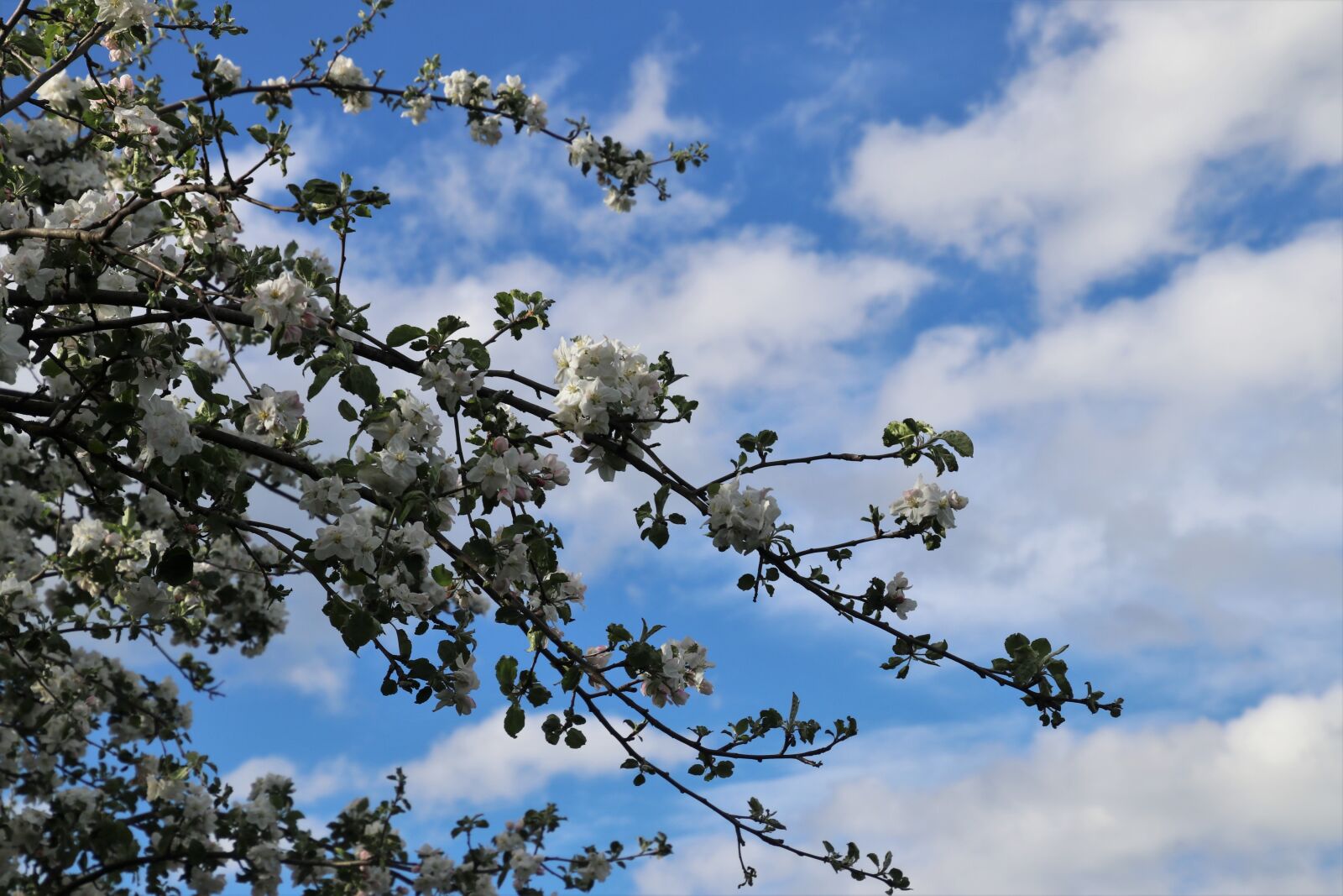 Canon EOS 80D sample photo. Blue sky, twigs, apple photography