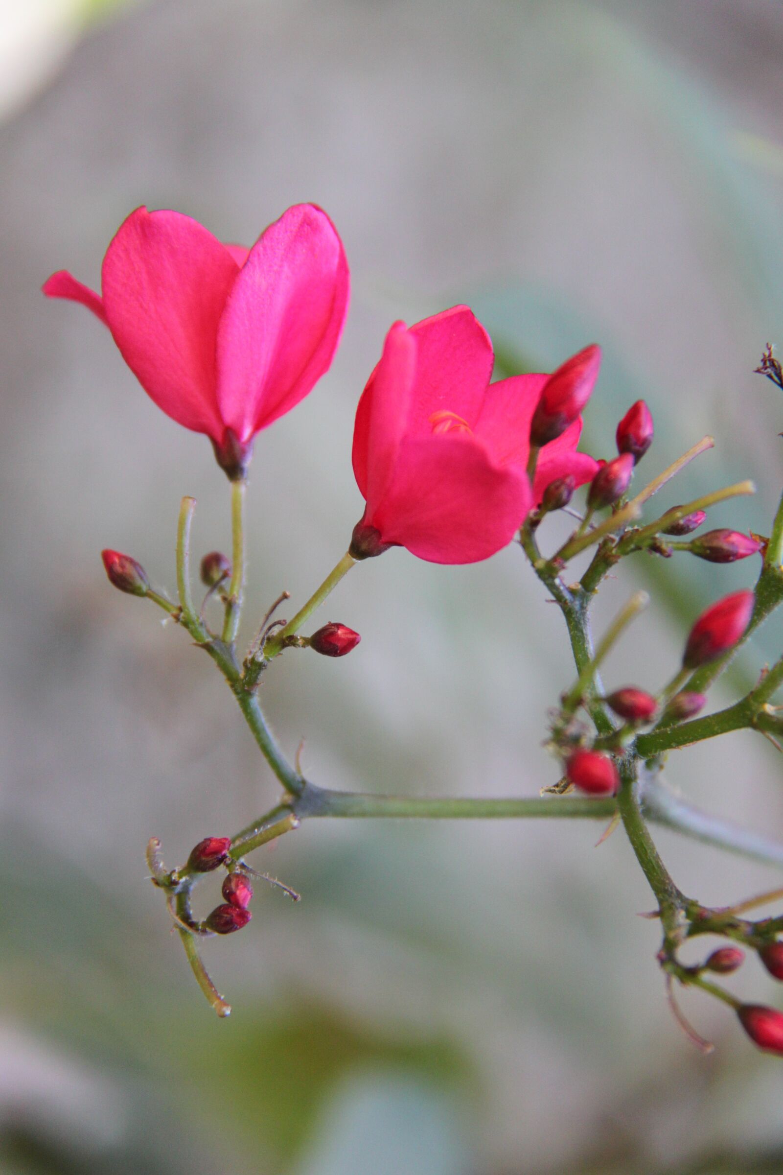 Canon EOS 500D (EOS Rebel T1i / EOS Kiss X3) sample photo. Pink, the nature of photography