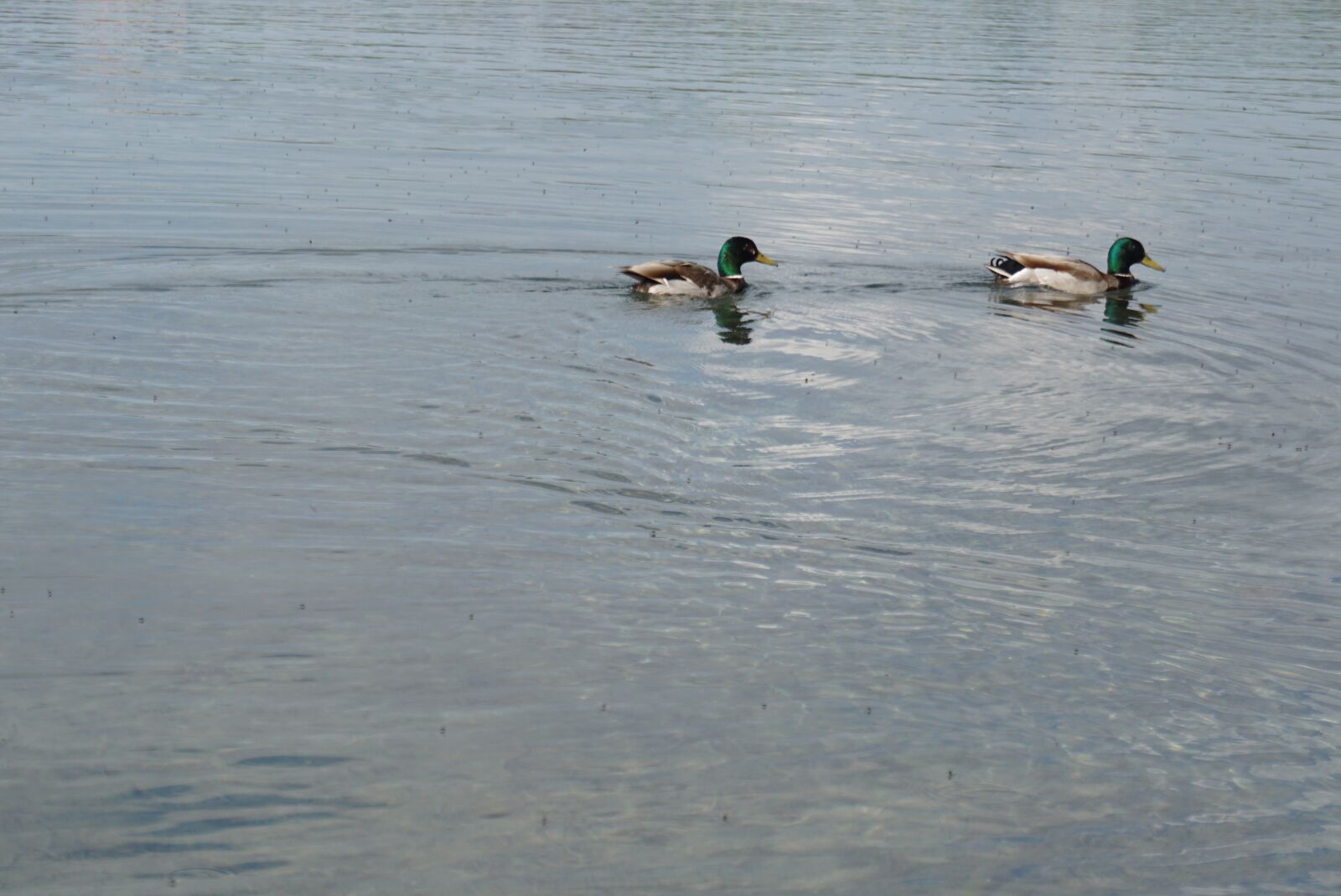 Sony a6000 sample photo. Duck, lake, bird photography