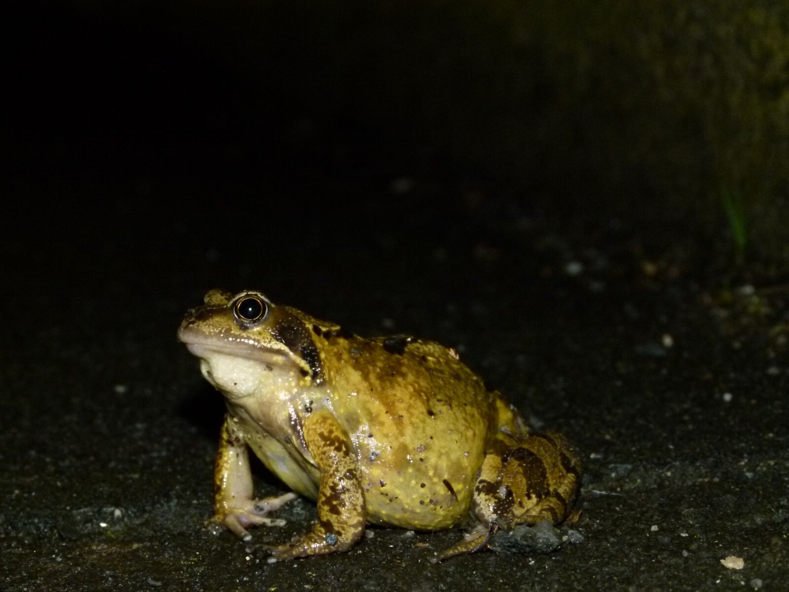 Panasonic Lumix DMC-FZ100 sample photo. Frog, amphibian, animal photography