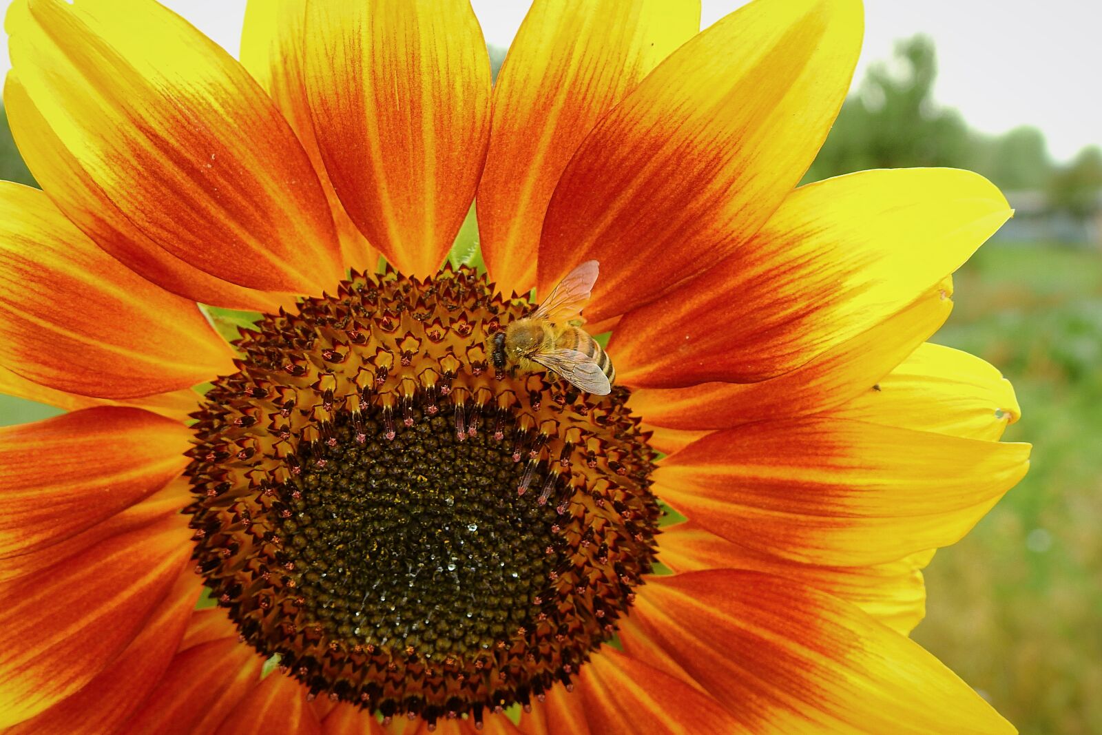 Nikon Coolpix P900 sample photo. Sunflower, macro, bee photography