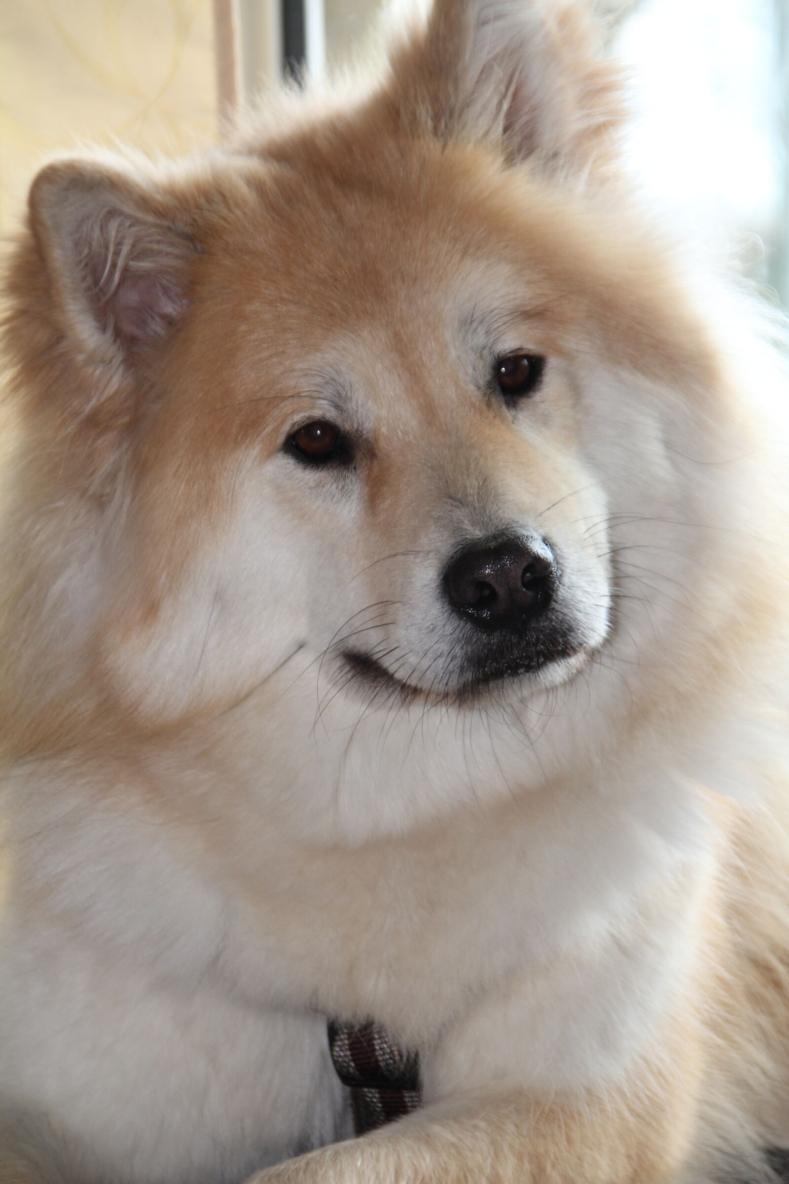 Canon EOS 550D (EOS Rebel T2i / EOS Kiss X4) sample photo. Dog, eurasians, pet photography