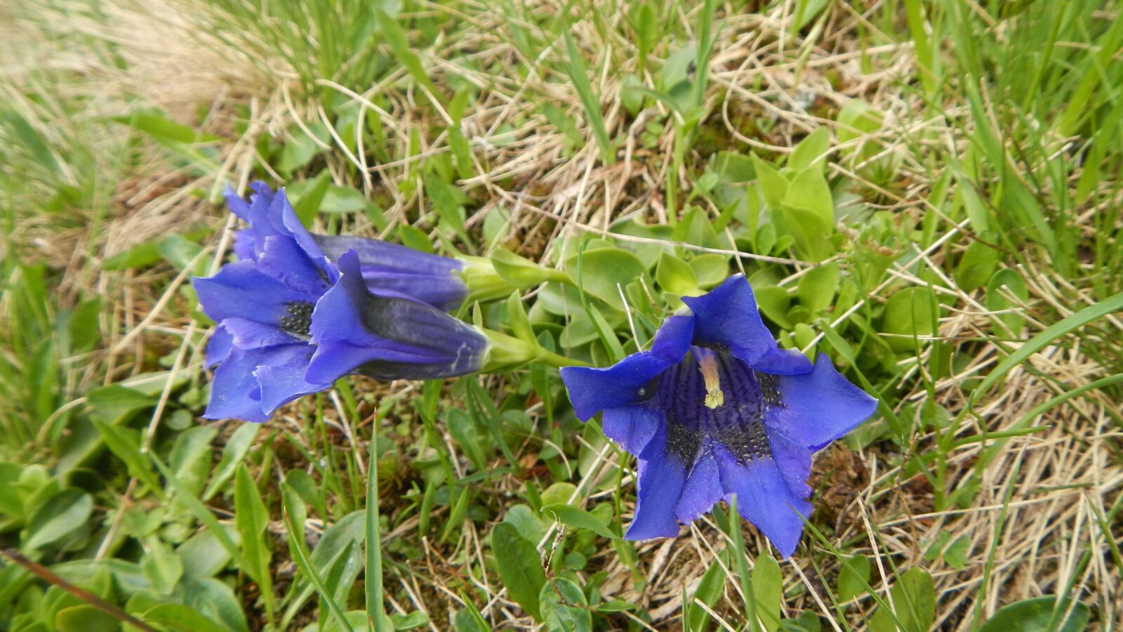 Nikon Coolpix AW100 sample photo. Gentian, flowers, nature photography