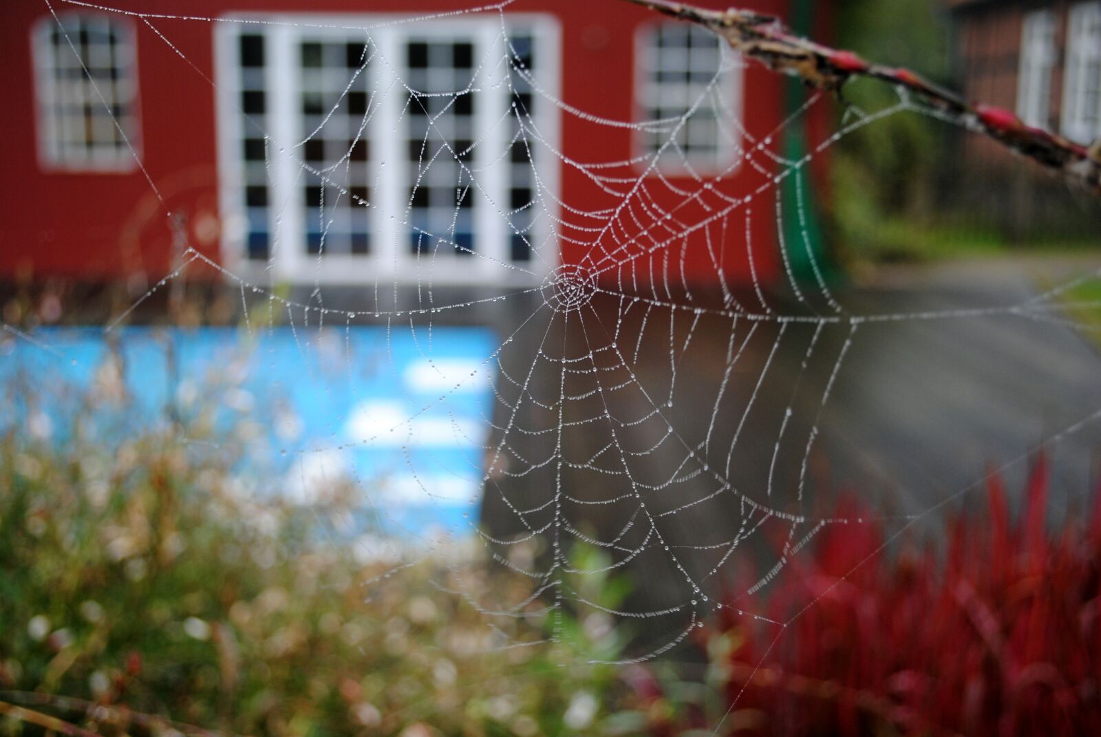 Nikon D3000 sample photo. Cobweb, nature, spider photography