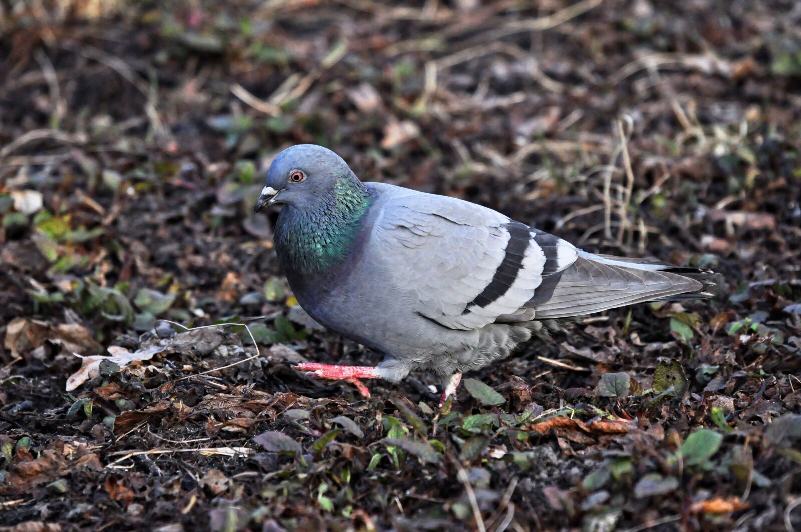 Nikon D90 sample photo. Pigeon, dove, rock dove photography