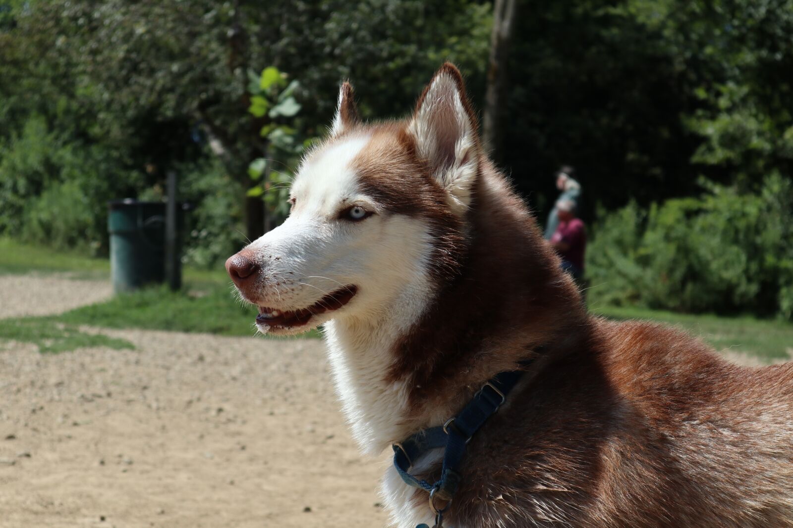 Canon EOS M6 + Canon EF-M 15-45mm F3.5-6.3 IS STM sample photo. Husky, dog, animal photography