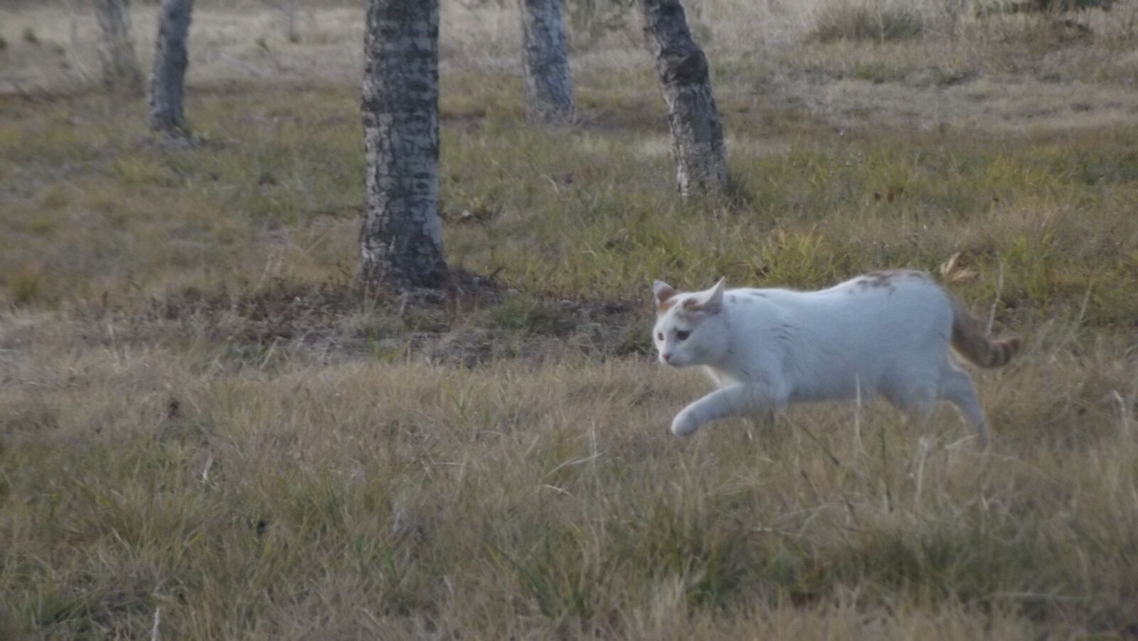 Fujifilm FinePix S2980 sample photo