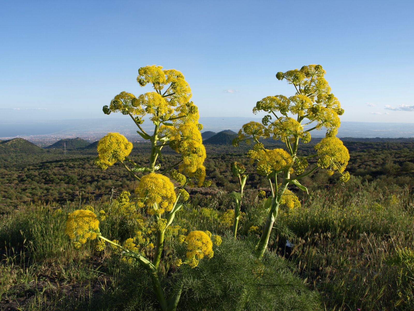 Olympus E-510 (EVOLT E-510) sample photo. Nature, etna, sicily photography