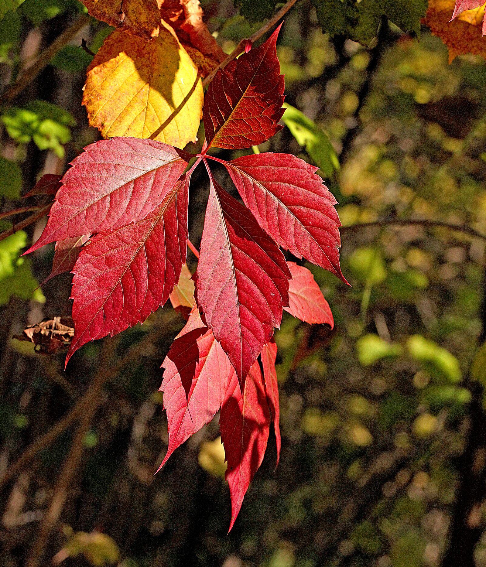 Canon EOS 5D Mark II sample photo. Foliage, colorful, autumn photography