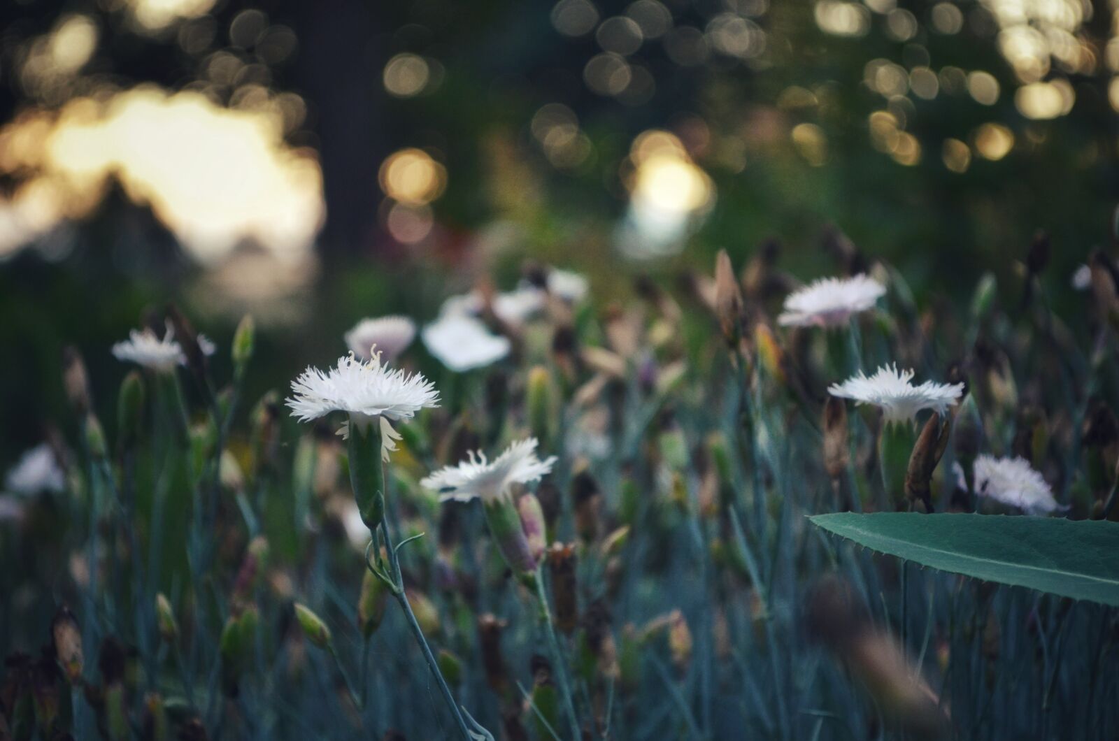 Nikon D5100 sample photo. Flowers, flower bed, bokeh photography