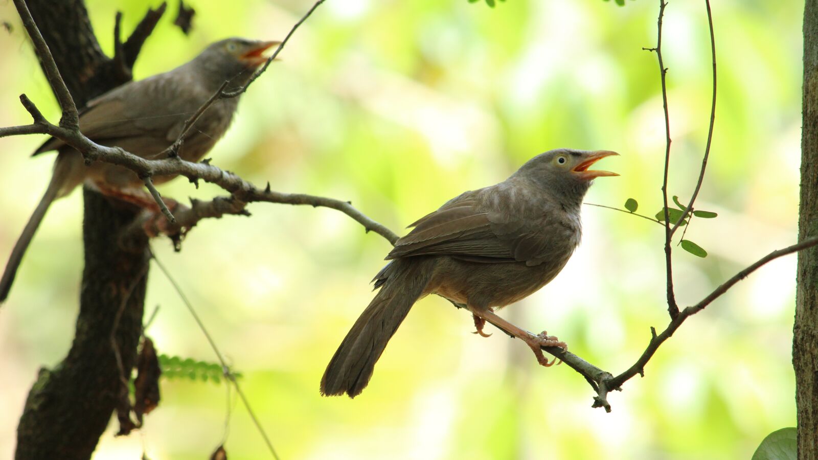 Canon EOS 1300D (EOS Rebel T6 / EOS Kiss X80) sample photo. Bird, wildlife, nature photography