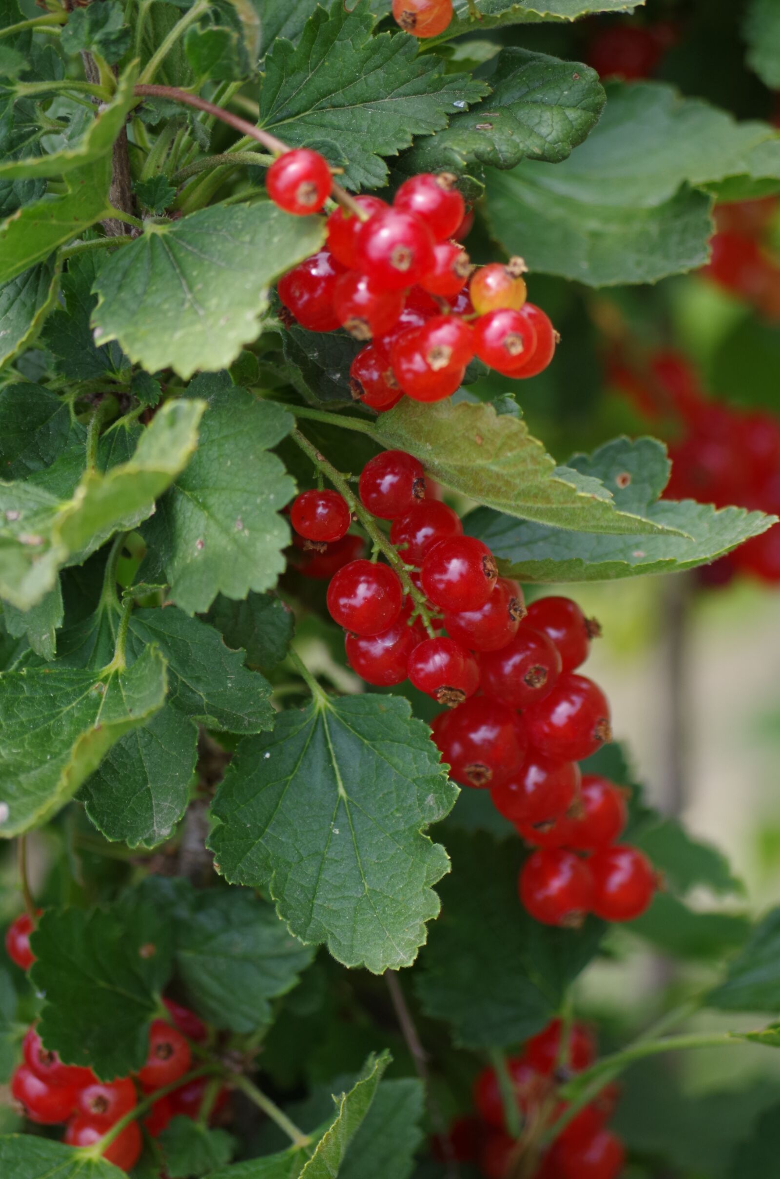 Pentax K-500 sample photo. Red, currant, fruit photography