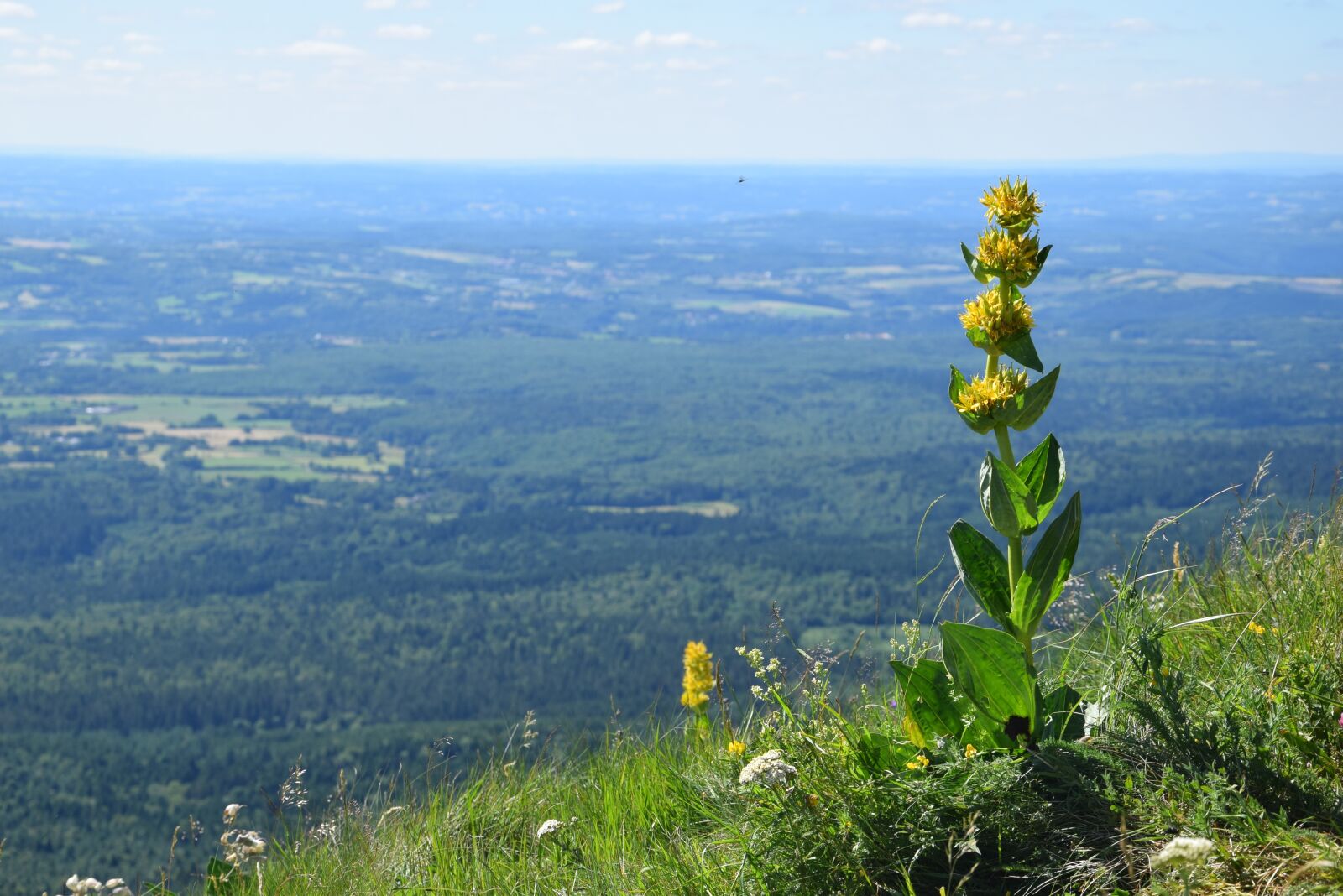 Nikon D5300 sample photo. Flower, auvergne, view of photography