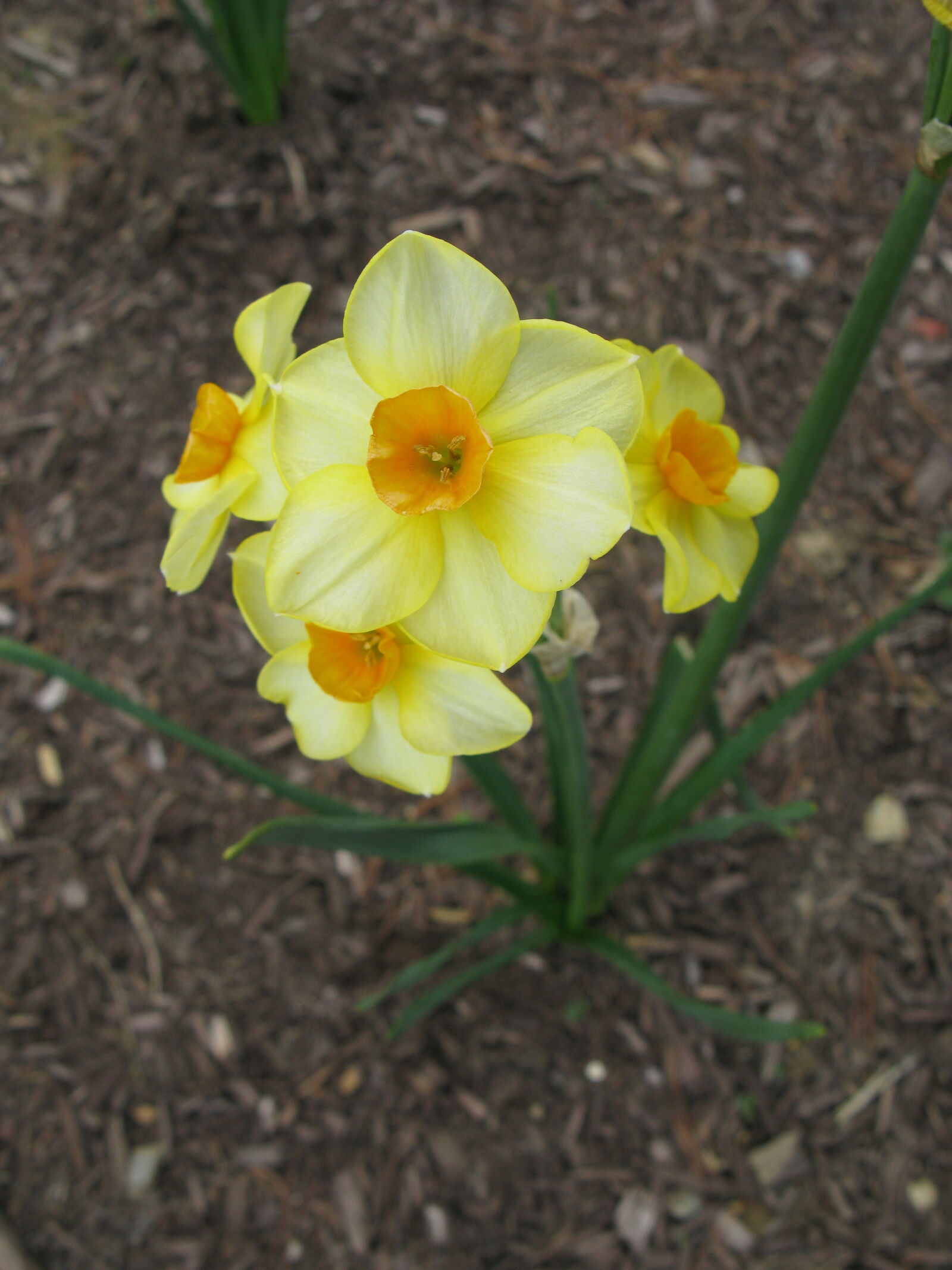 Canon POWERSHOT A650 IS sample photo. Blooming, blossoming, daffodil, daffodils photography