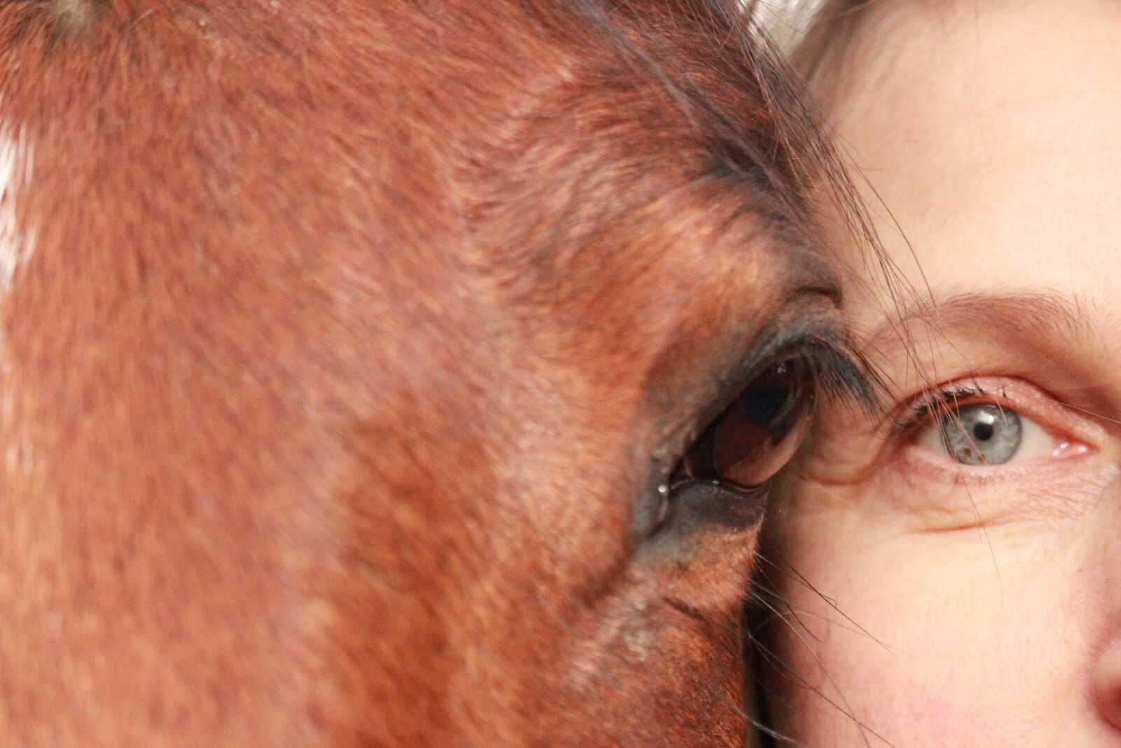 Canon EOS 1200D (EOS Rebel T5 / EOS Kiss X70 / EOS Hi) sample photo. Horse, horses, animals photography