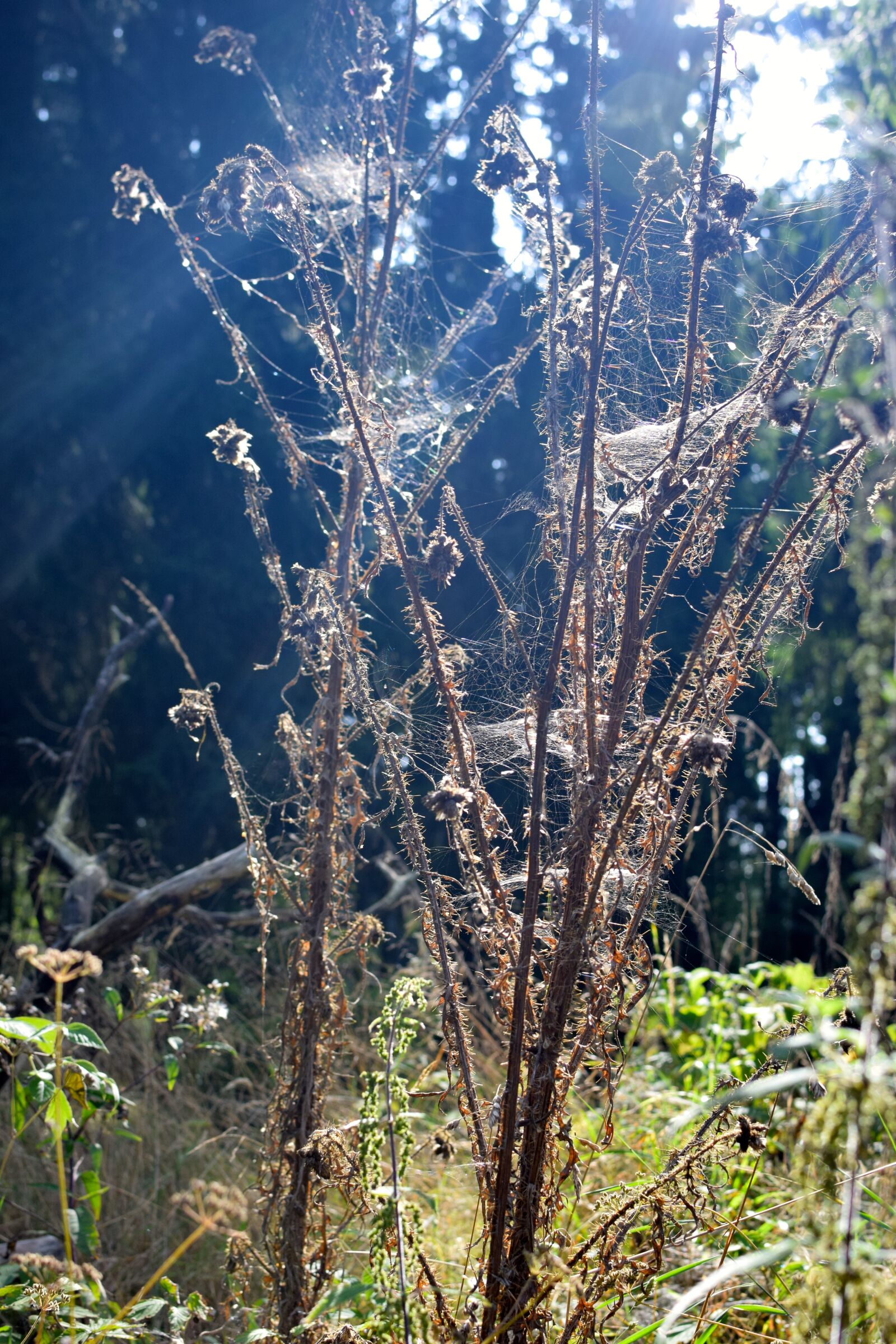 Nikon D5300 sample photo. Dry thistle, sunbeam, glade photography