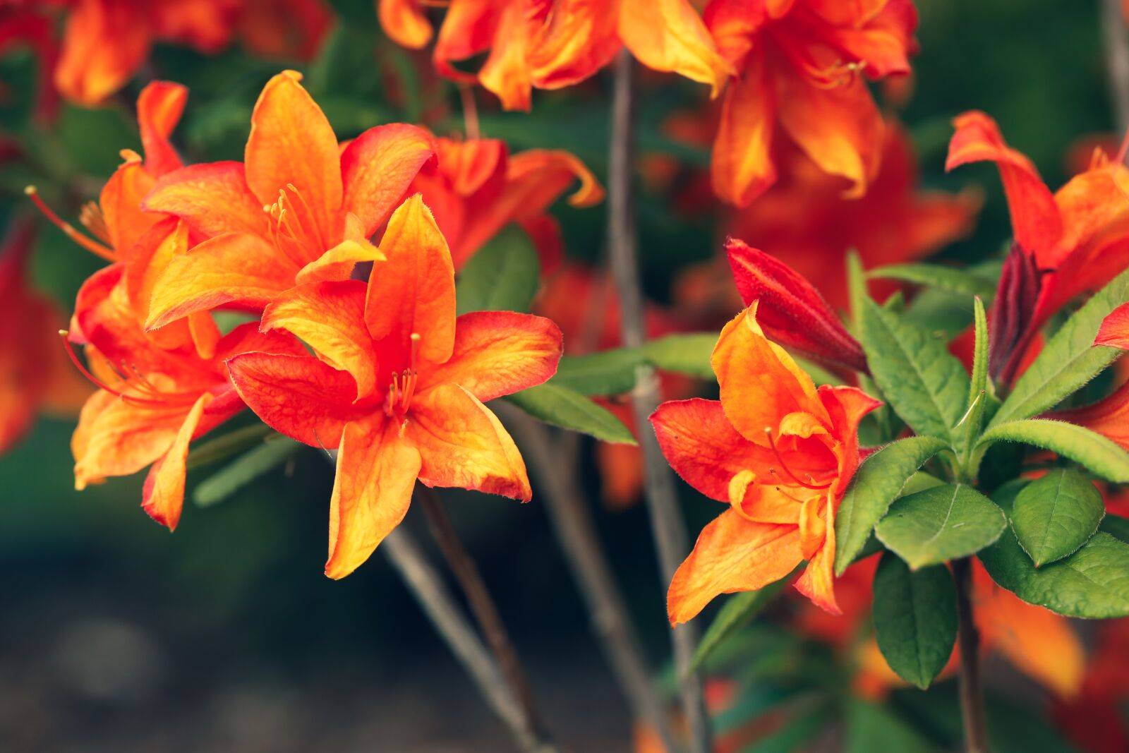 Canon EOS R + Canon EF 100mm F2.8L Macro IS USM sample photo. Flower, orange, summer photography