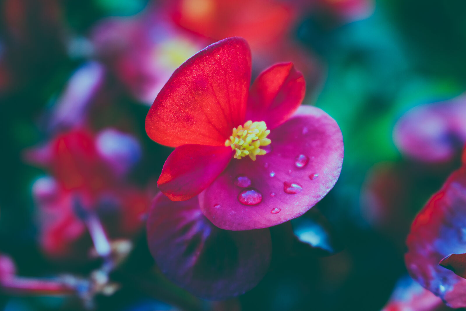 Canon EOS 700D (EOS Rebel T5i / EOS Kiss X7i) sample photo. Beautiful, bloom, blooming, blur photography