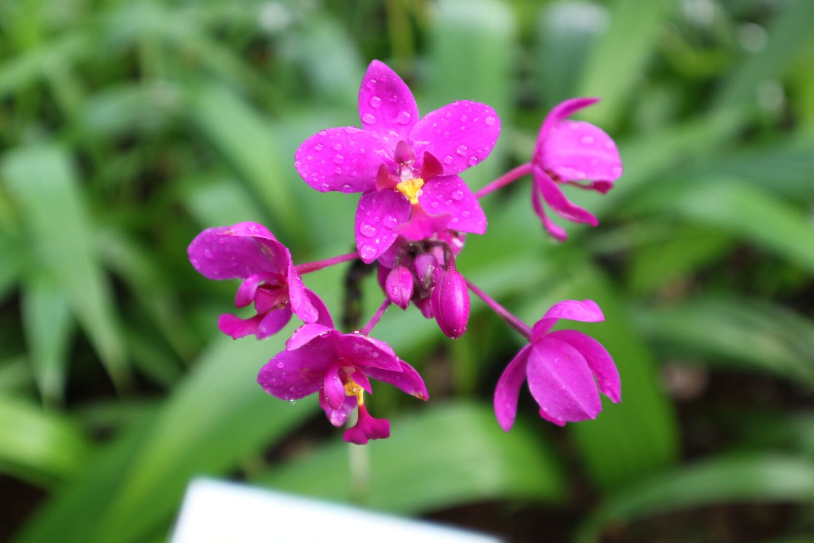Canon EOS M10 sample photo. Plant, ornamental, kind of photography