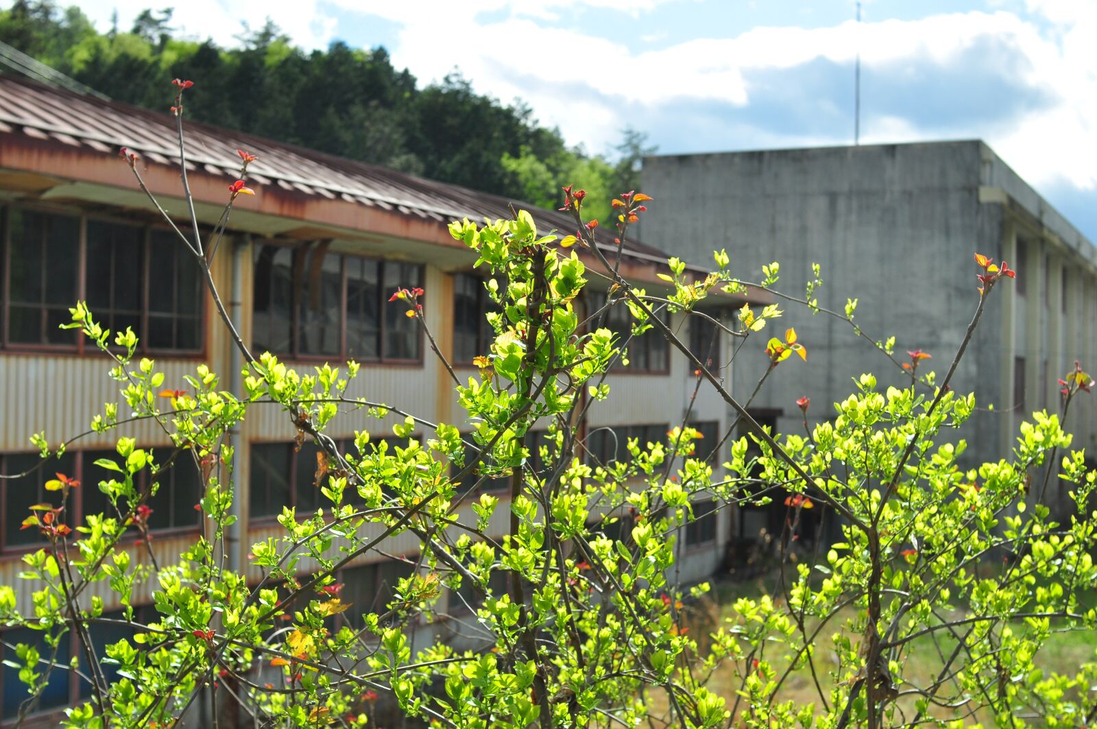 Nikon D90 sample photo. Home, wood, outdoors photography