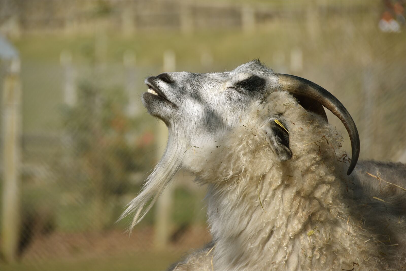 Nikon D5600 sample photo. Goat, horns, cornu photography