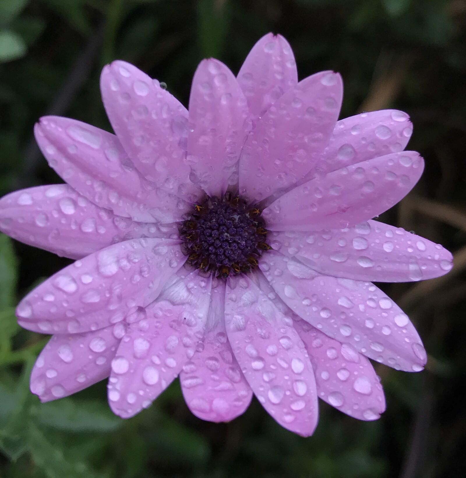 Apple iPhone 7 sample photo. Daisy, purple, dew photography