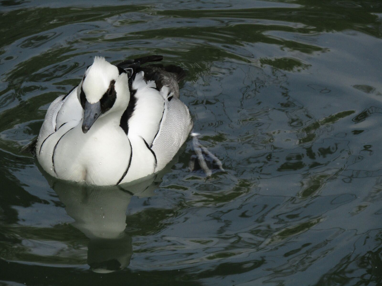 Canon PowerShot SX410 IS sample photo. Duck, bird, water bird photography