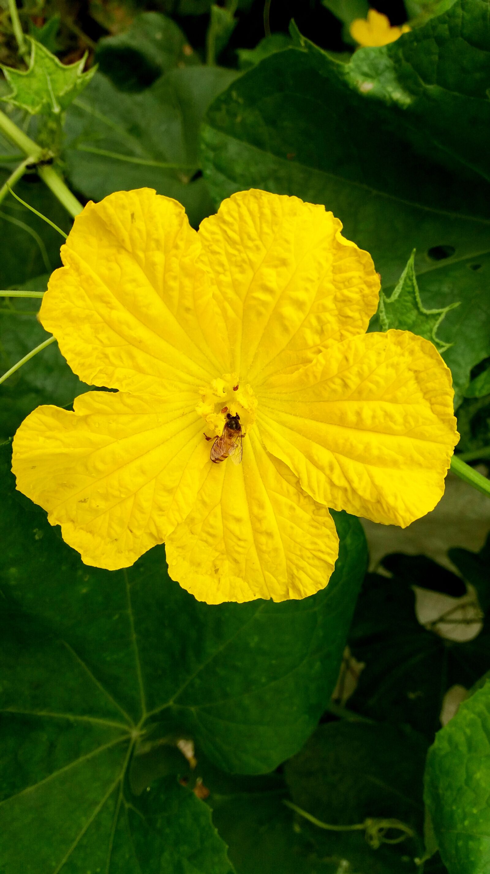 Samsung Galaxy J5 sample photo