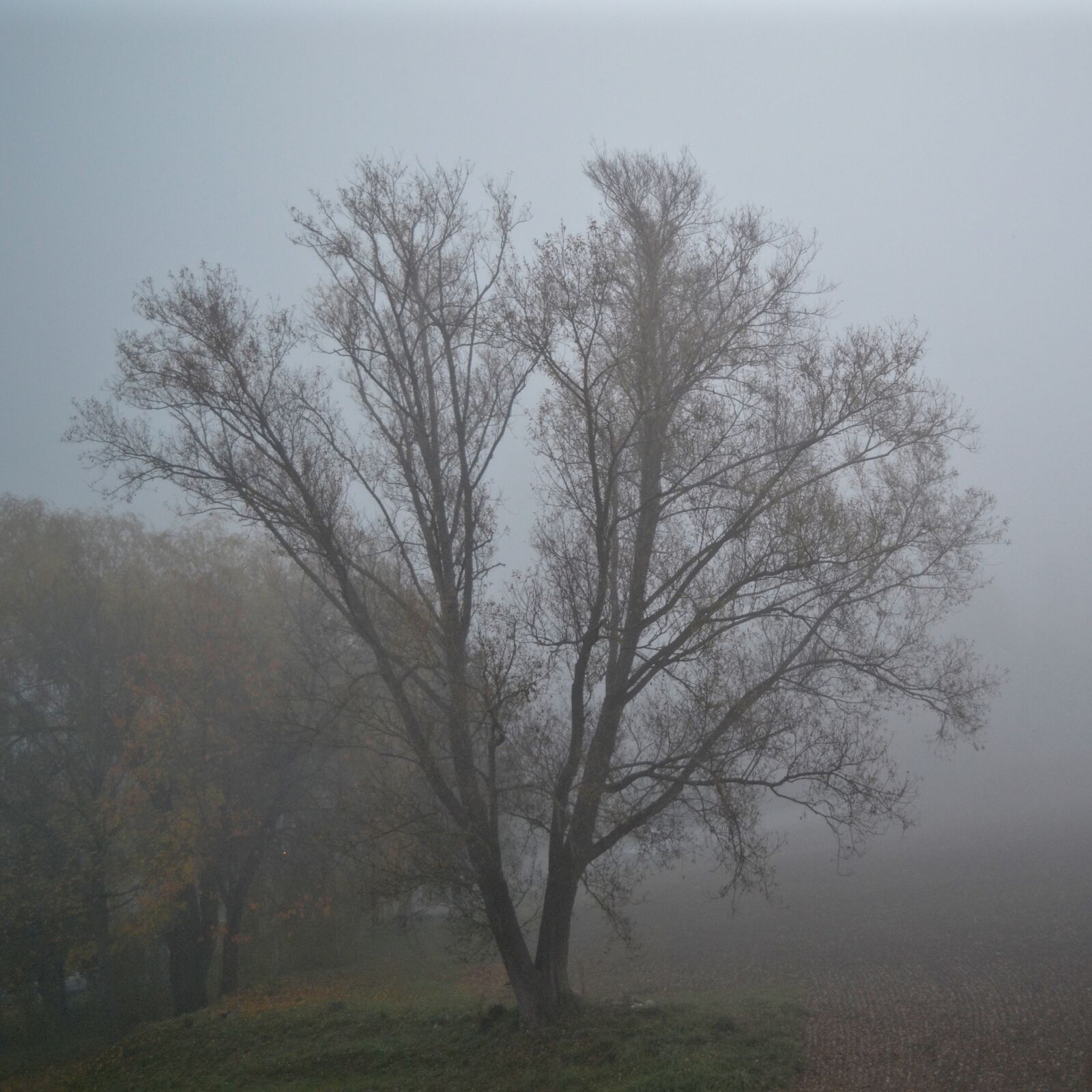 Nikon D3100 sample photo. Fog, nature, tree photography