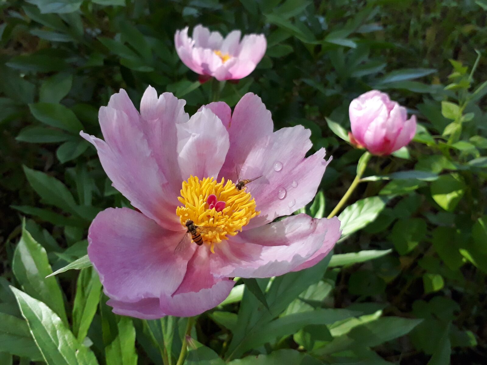 Samsung Galaxy On7(2016) sample photo. Skin, peonies, nature photography