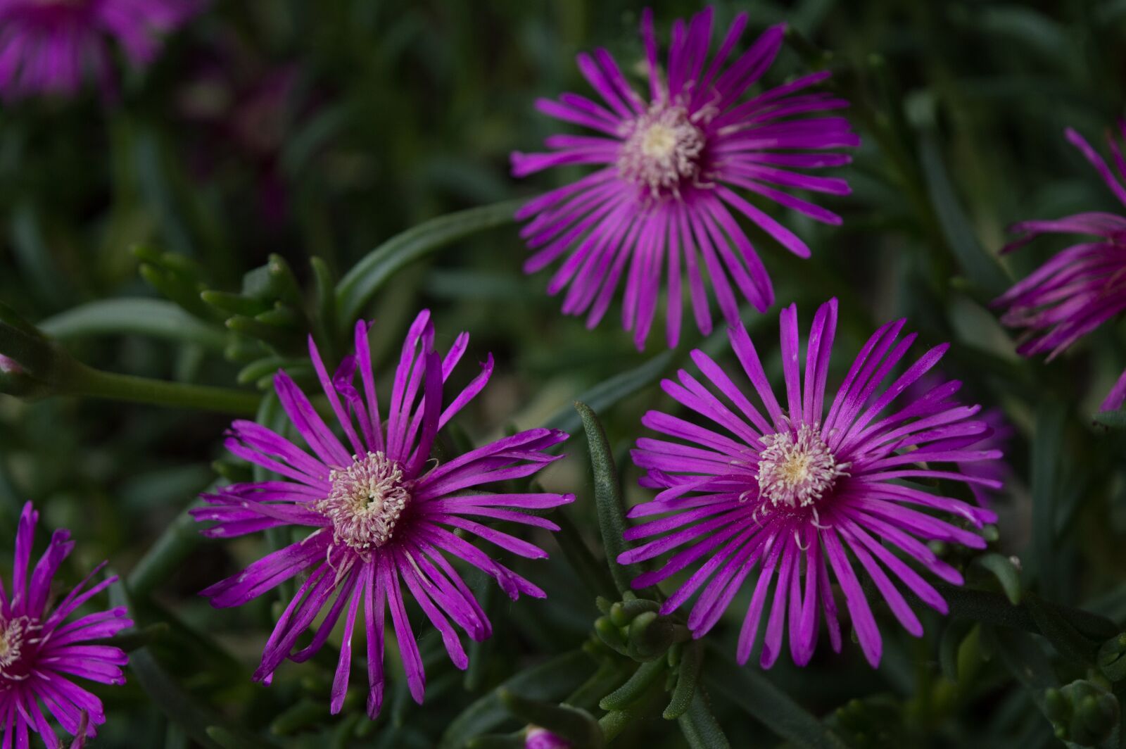 Nikon D3200 sample photo. Purple, plant, garden photography
