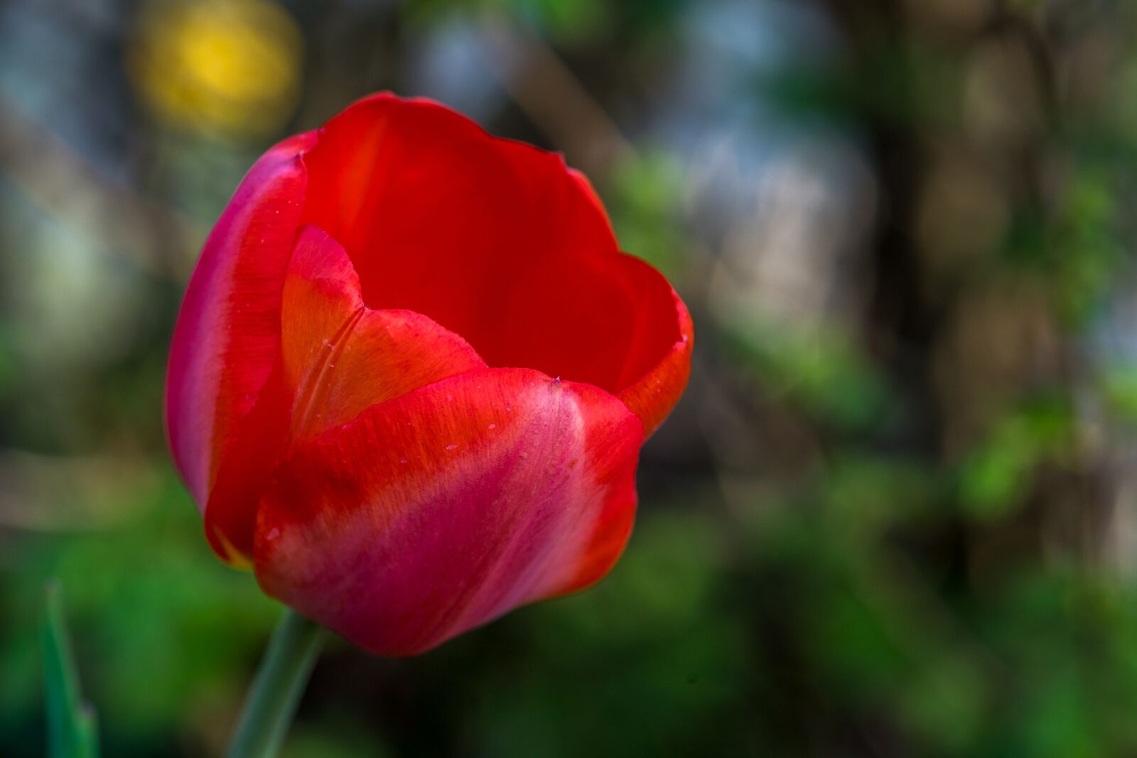Minolta AF 100mm F2.8 Macro [New] sample photo. Tulip, flower, blossom photography