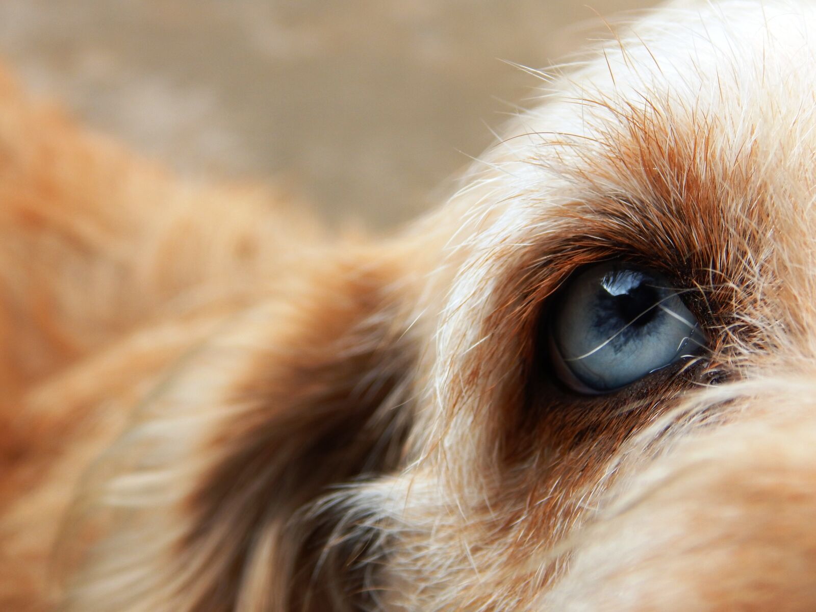 Nikon Coolpix L830 sample photo. Dog, friend, eye photography