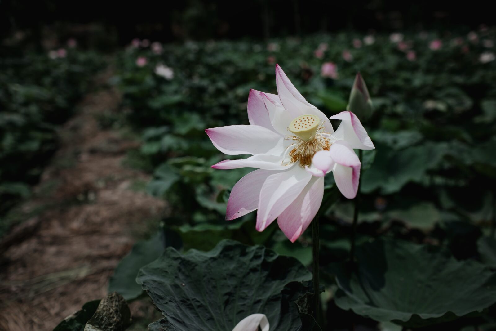Canon EF 35mm F1.4L USM sample photo. Bloom, blossom, flora photography