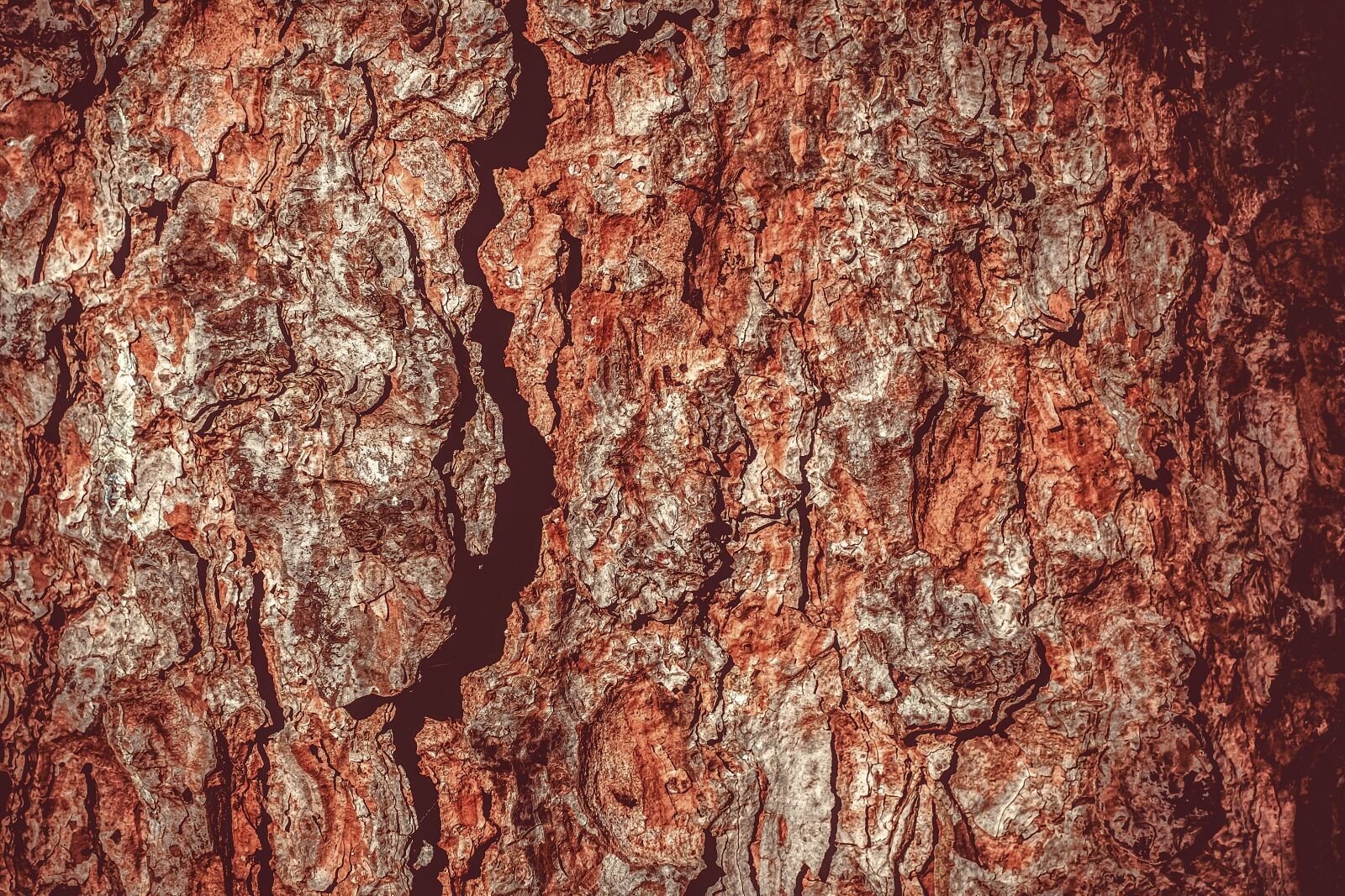 Fujifilm X-T10 + Fujifilm XF 35mm F1.4 R sample photo. Tree, tree bark, log photography