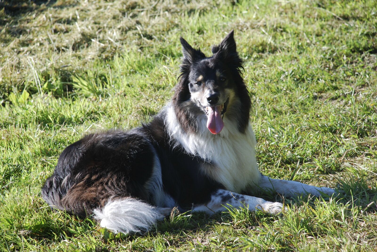 Nikon D80 sample photo. Border collie, dog, panting photography